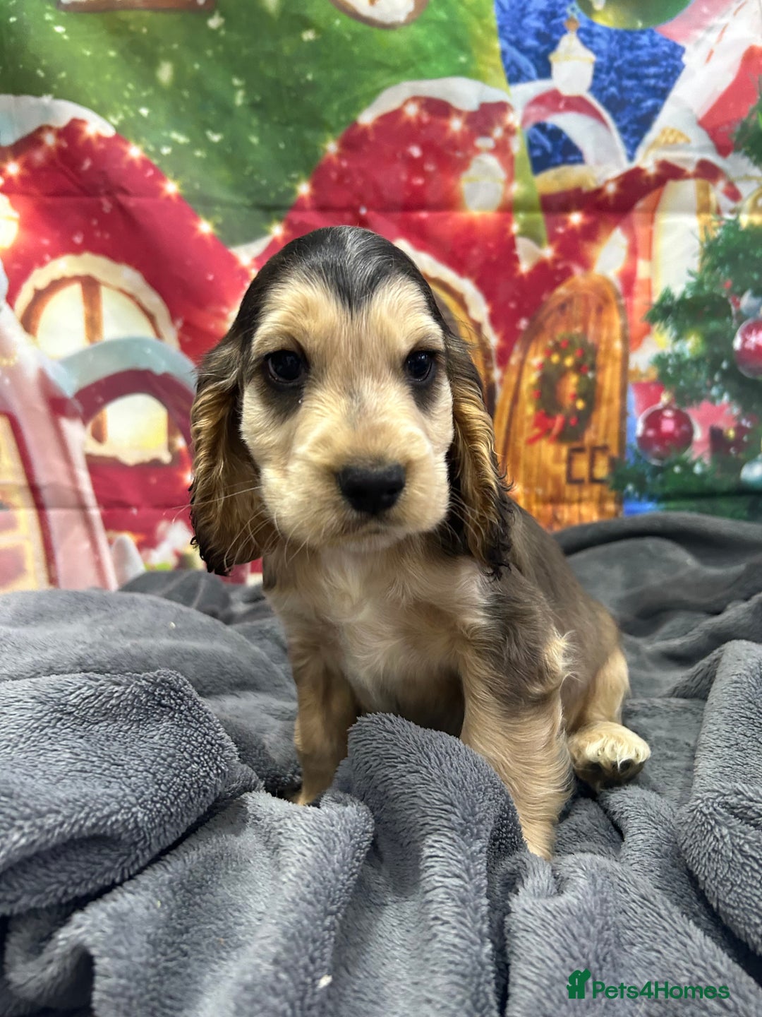 Cocker Spaniel dogs for sale: KC registered, health tested, Show cocker spaniels - Advert 7