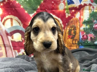 Cocker Spaniel dogs KC registered, health tested, Show cocker spaniels - Advert 17