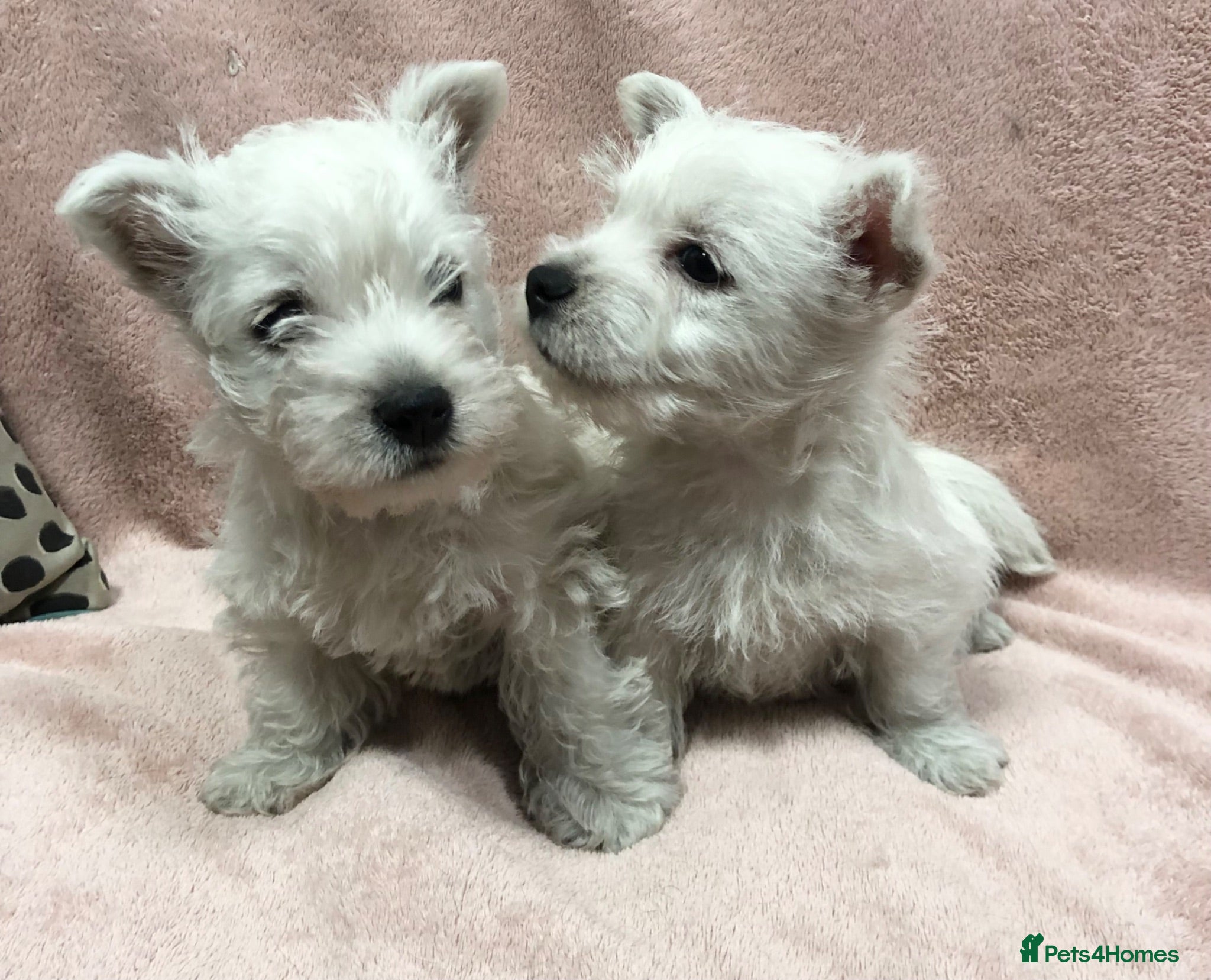 West Highland Terrier dogs West highland terrier puppies girls ready now - Advert 2
