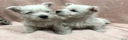 West Highland Terrier dogs for sale: West highland terrier puppies girls ready now - Advert 2