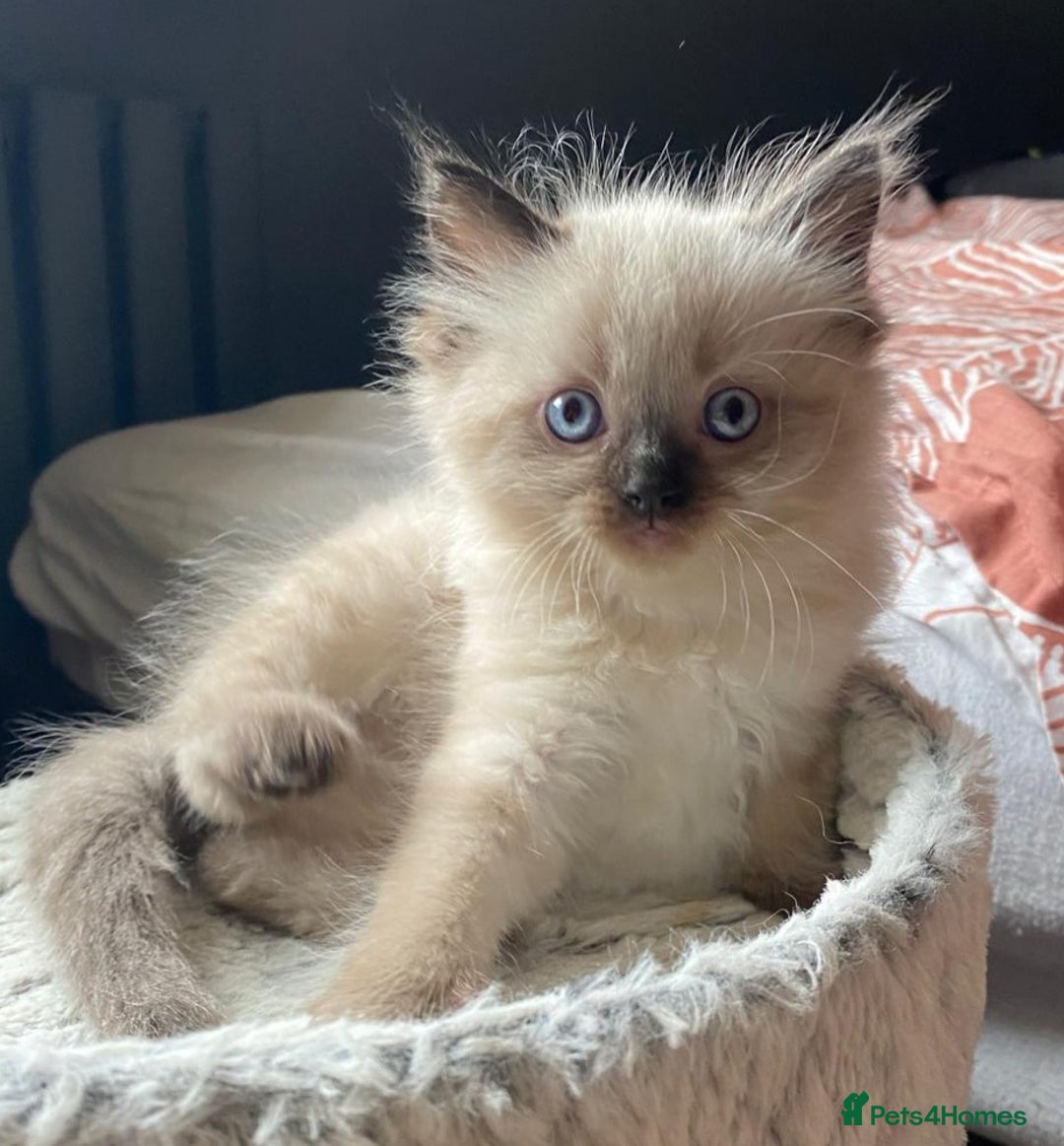 Ragdoll cats for sale: Beautiful chunky kittens ready to leave soon - Image 10