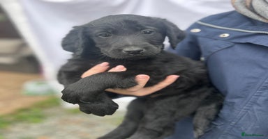 Labradoodle dogs - Advert 6
