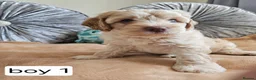 Cavapoo dogs for sale: Outstanding Cavapoo Puppies  - Advert 7