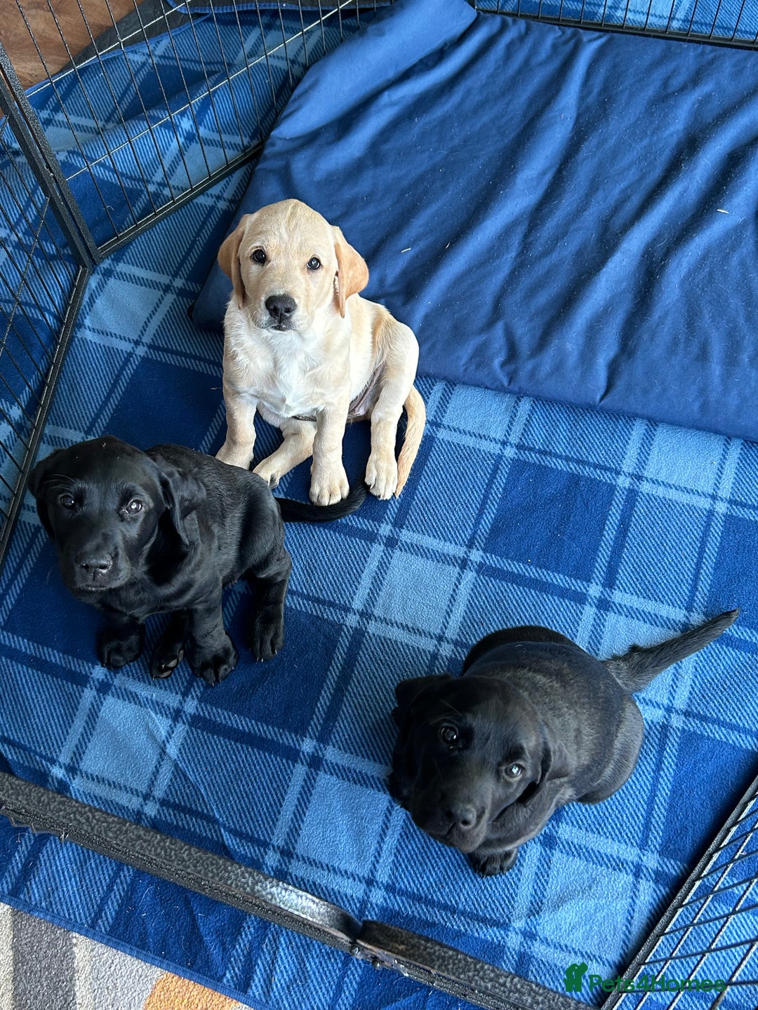 Labrador Retriever dogs for sale: KC Registered Labrador Retriever Puppies - Image 3