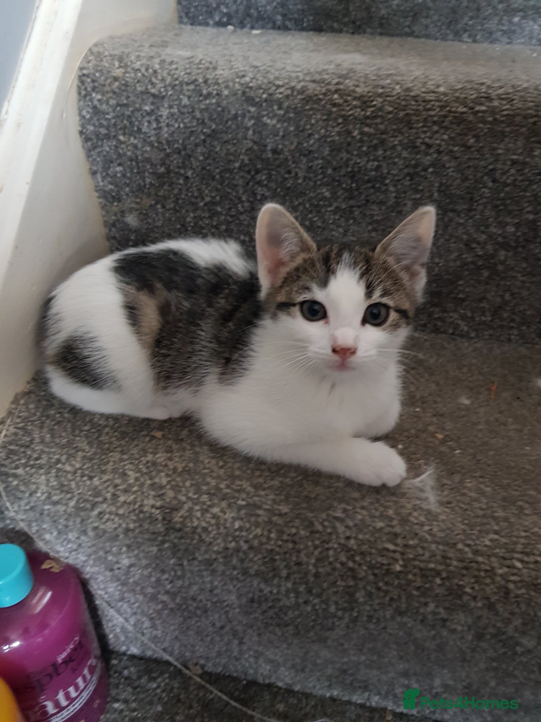 Mixed Breed cats for sale: Ragdoll cross maincoon kittens  - Image 21
