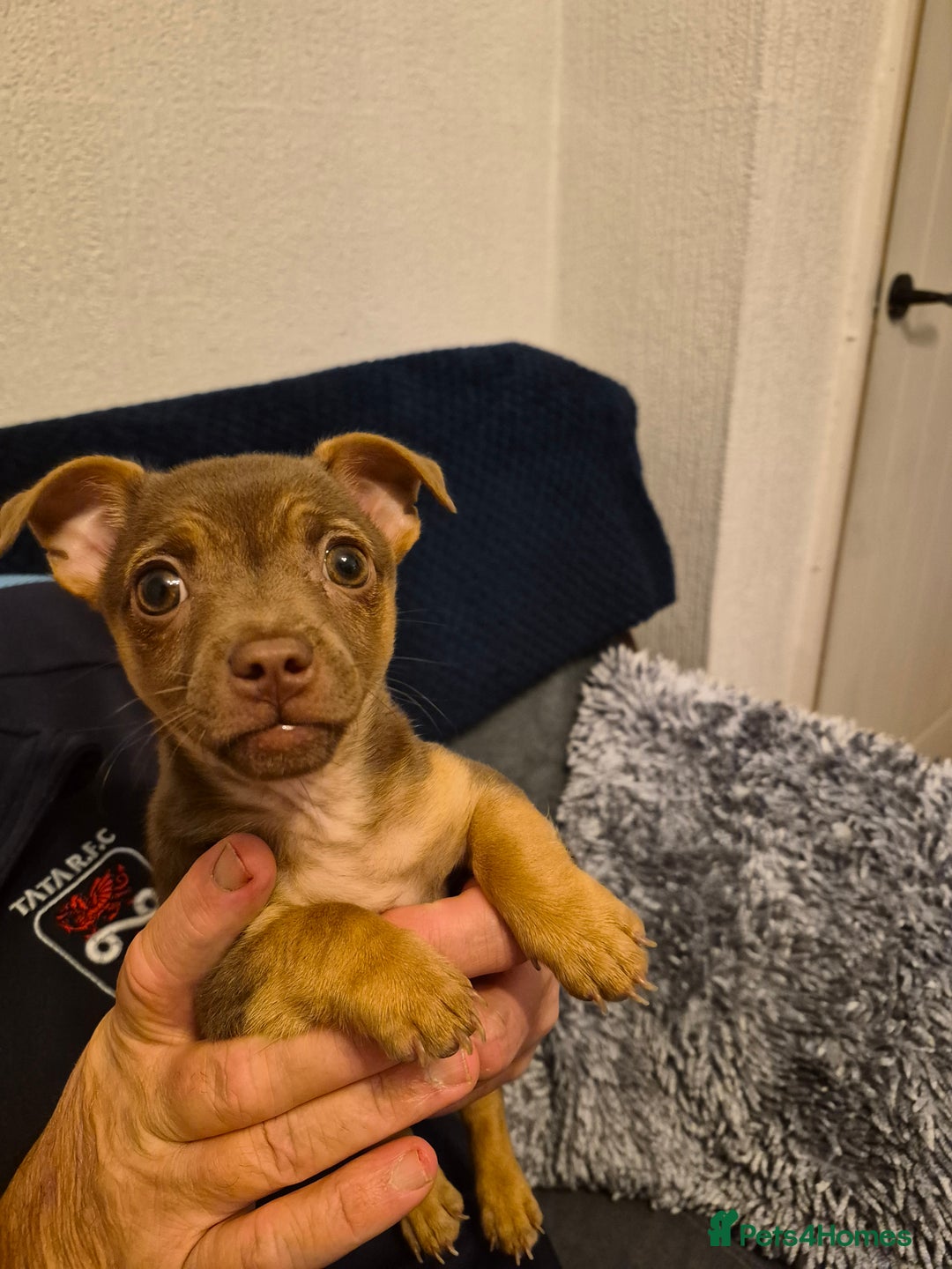 Jack Russell dogs for sale: Quality miniature Jack Russell puppies  - Advert 7