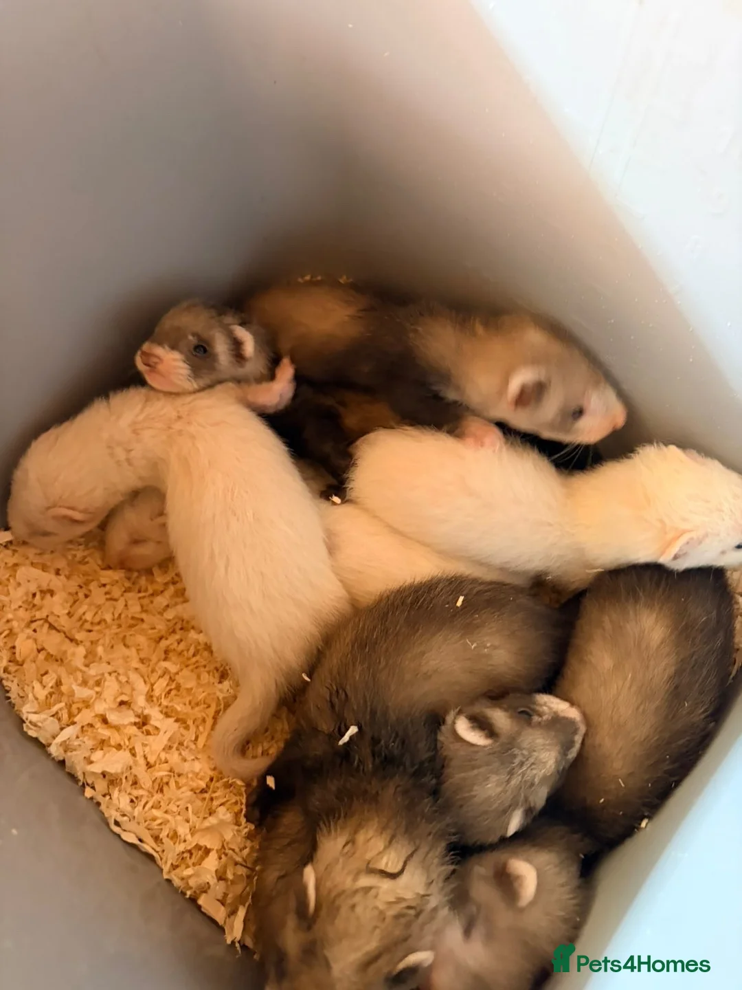 Ferret rodents for sale: Male ferret kits for sale  in Oakham - Advert 2