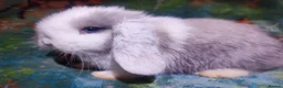Mini Lop rabbits for sale: Baby Mini Lops - Advert 19