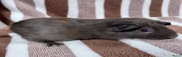 Guinea Pig rodents for sale: Young sow guinea pigs  - Advert 4