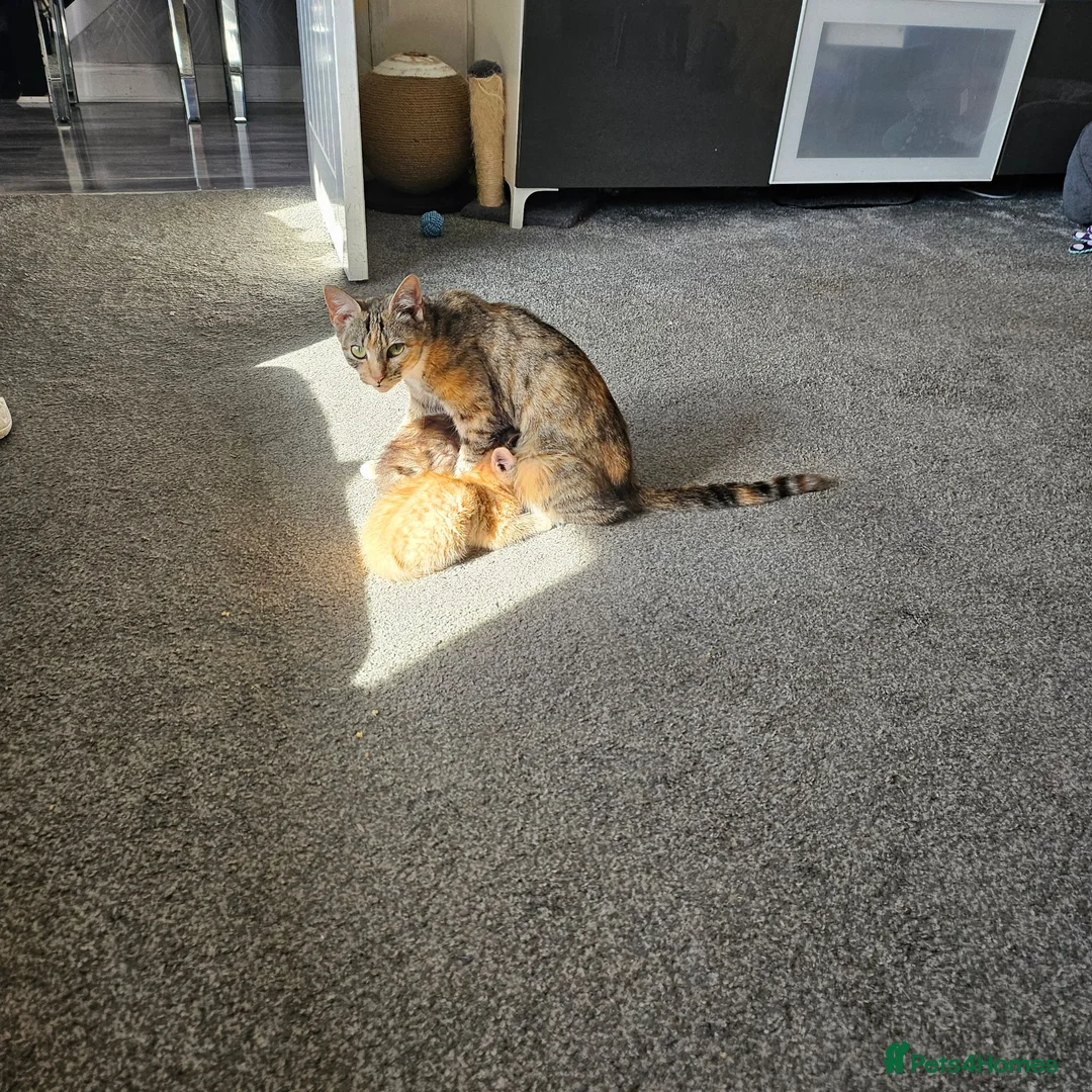 Mixed Breed cats for sale: Kitten for sale  in Kilwinning - Advert 2