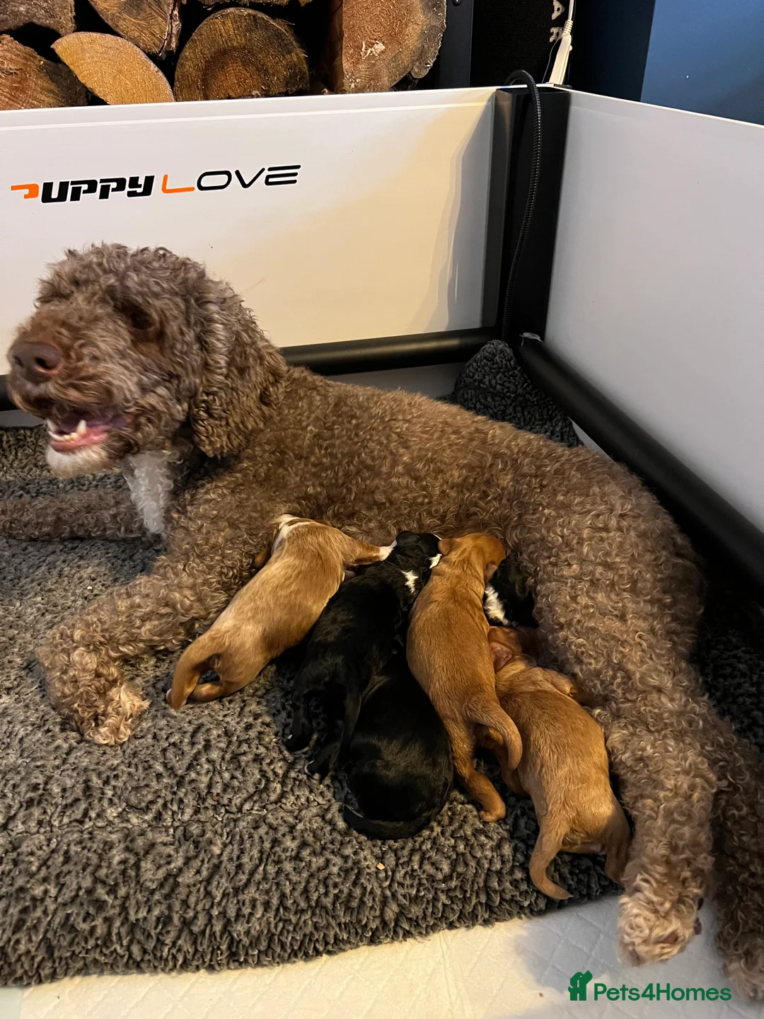 Cockapoo dogs for sale: Gorgeous friendly cockapoo puppies - Advert 1