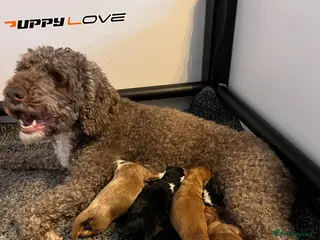 Cockapoo dogs Gorgeous friendly cockapoo puppies - Advert 1