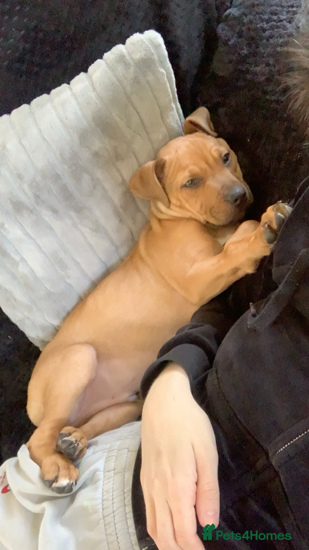 Mixed Breed dogs for sale: American bully puppy male - Advert 1