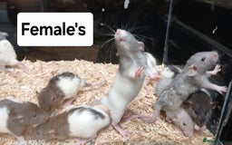 Rat rodents for sale: Baby Dumbo Rats , Furred , Rex , Naked  - Image 2