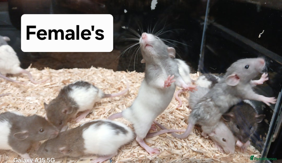Rat rodents for sale: Baby Dumbo Rats , Furred , Rex , Naked  - Image 2