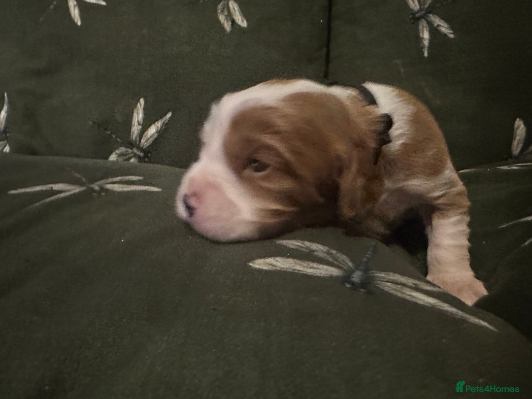 Cockalier dogs for sale: Cockalier puppies  - Advert 13