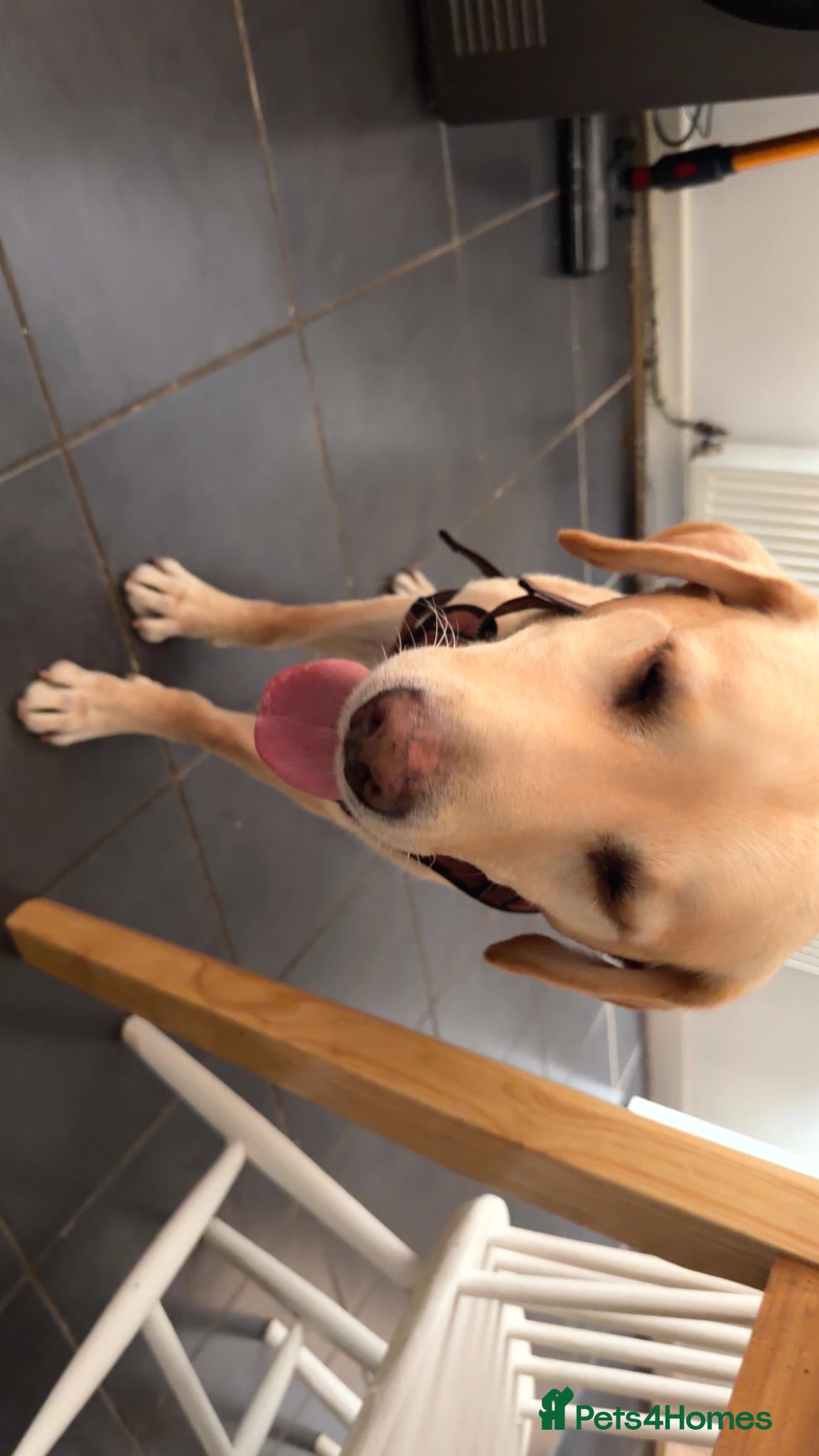 Labrador Retriever dogs Labrador  - Advert 1