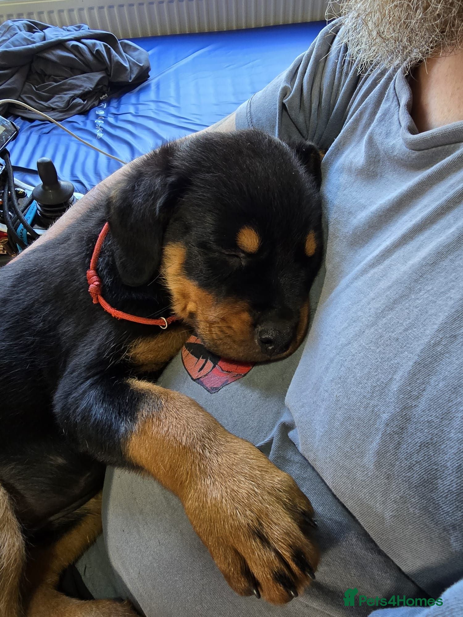 Rottweiler dogs Exceptional huge Rottweiler pups from amazing line - Advert 2