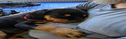 Rottweiler dogs for sale: Exceptional huge Rottweiler pups from amazing line - Advert 2