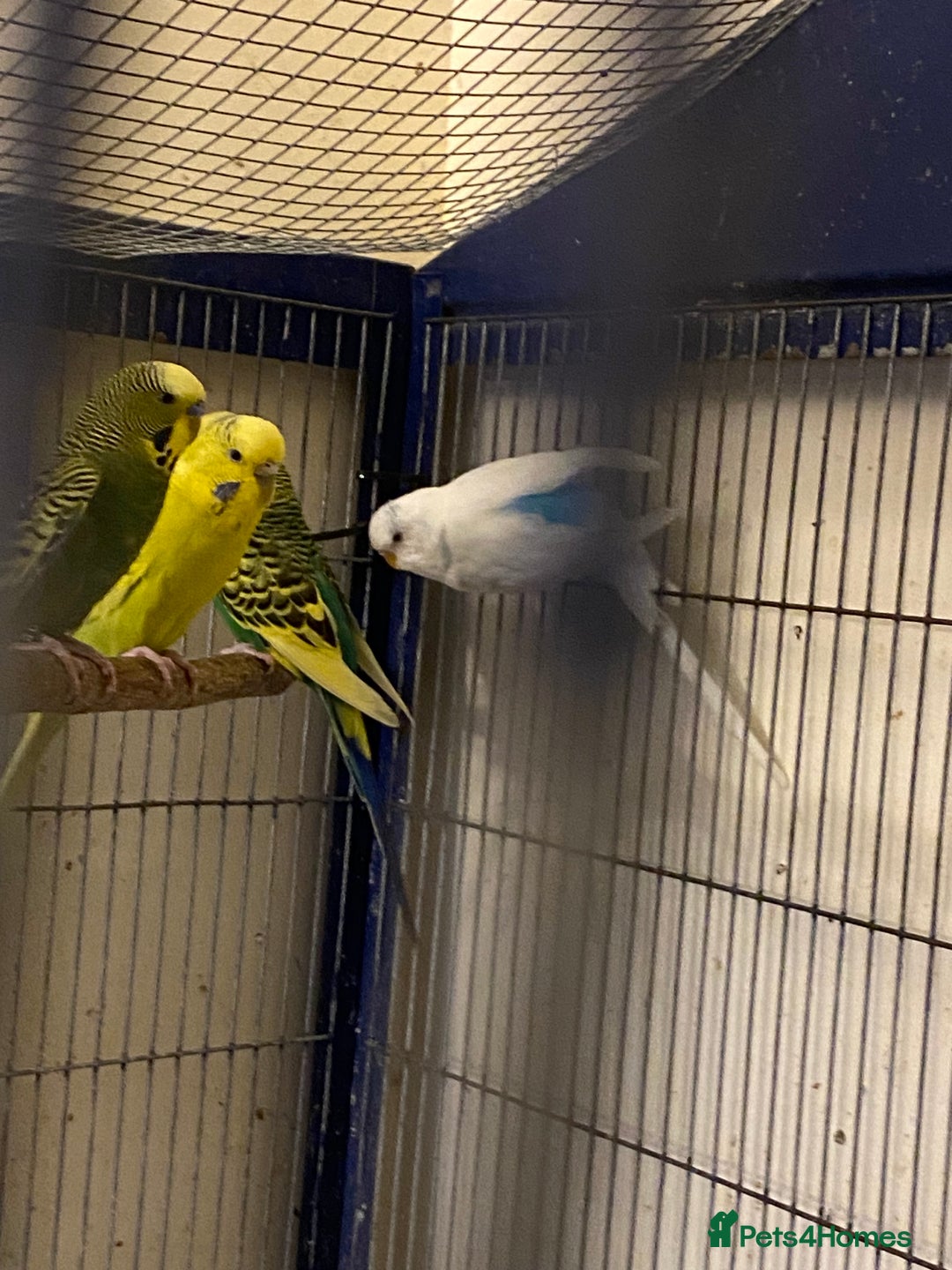Budgerigars birds for sale: Reserved 4 Budgies searching for new homes  - Image 8