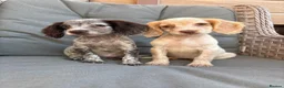 Cocker Spaniel dogs for sale: 3 cocker spaniels (council licensed breeders) - Advert 16