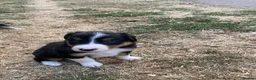 Border Collie dogs for sale: Beautiful Border Collie Puppies - Advert 7