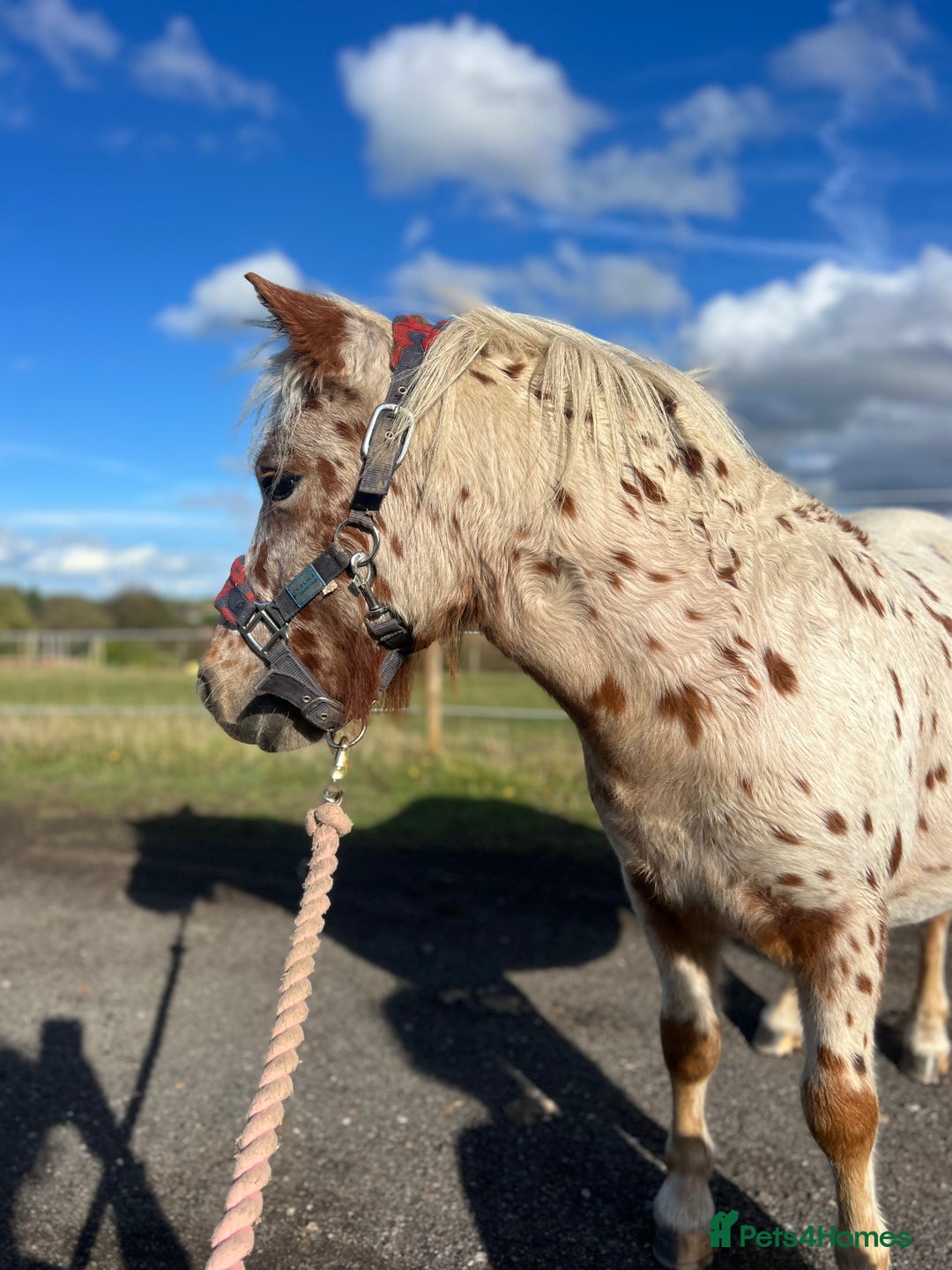Shetland pony horses for sale: Shetland pony for sale - Image 3