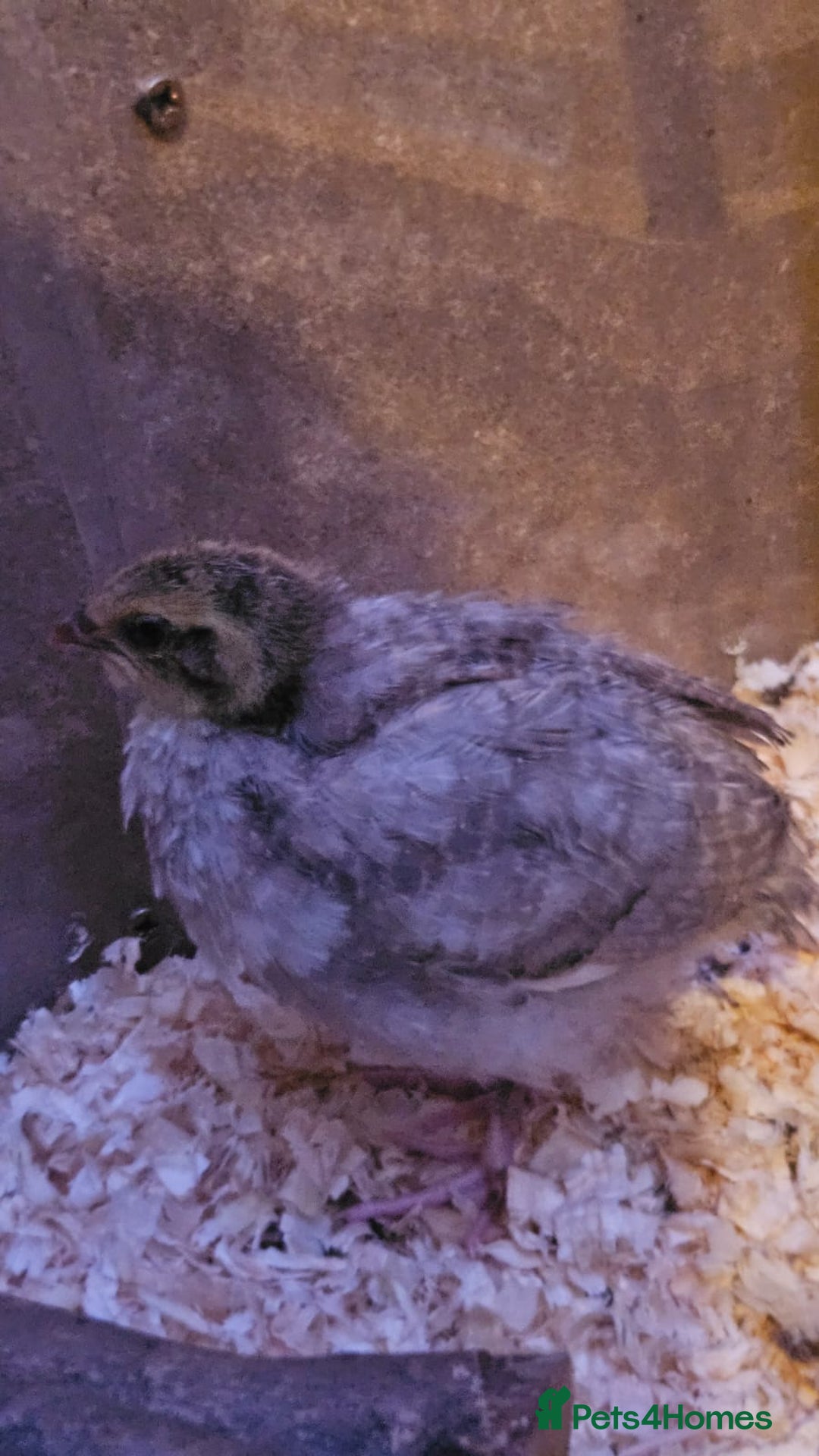 Quail poultry for sale: Beautiful coturnix quail chicks - Advert 18