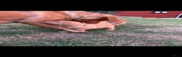 Labrador Retriever dogs for sale: Beautiful fox red Labrador litter  - Advert 6