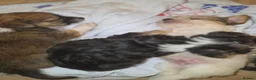 Chorkie dogs for sale:  **  Chorkie puppies in Towcester - Advert 8