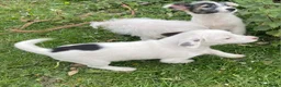 Jack Russell dogs for sale: Jack Russell  - Advert 5