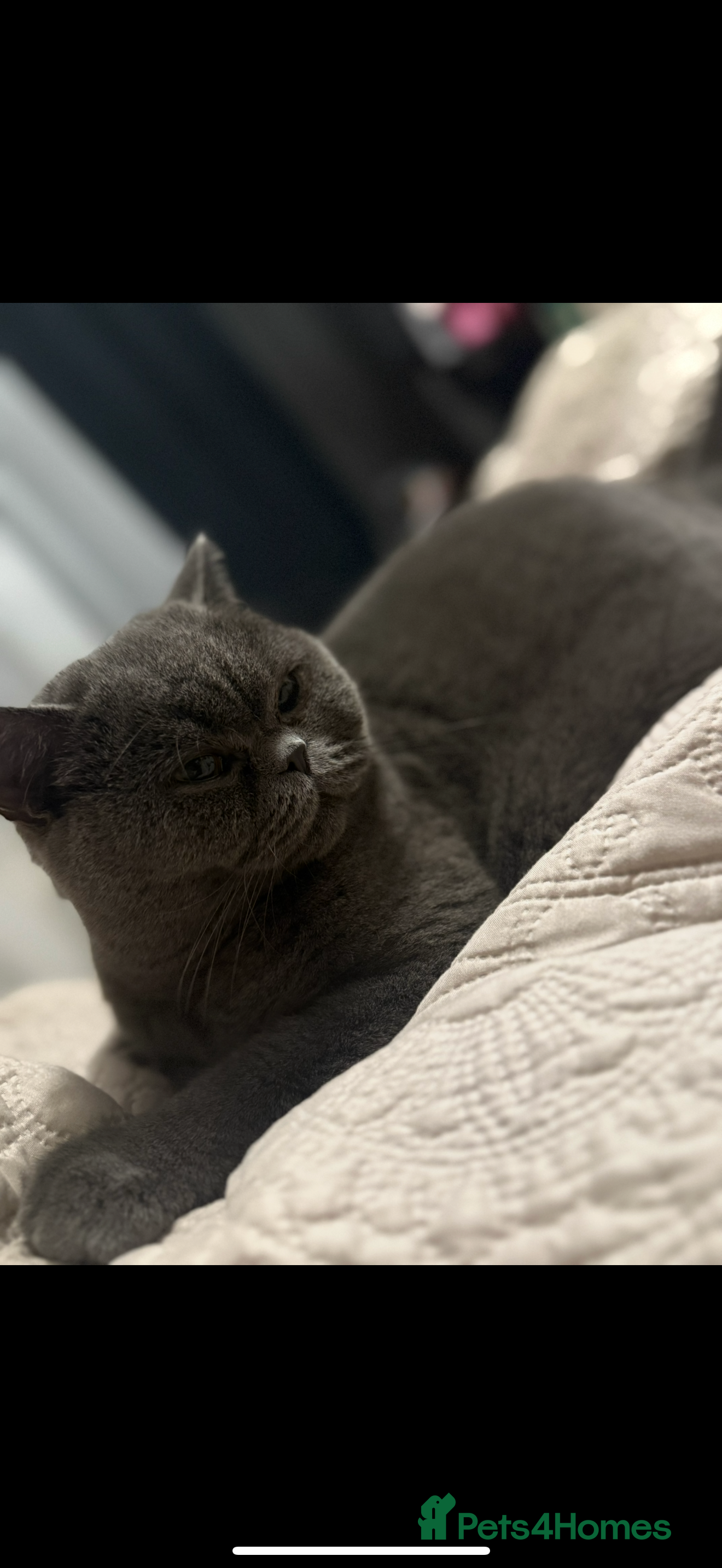 British Shorthair cats Lili , pure British cat - Advert 1