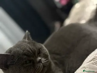 British Shorthair cats Lili , pure British cat - Advert 1