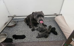 Staffordshire Bull Terrier dogs for sale: Beautiful black and blue kc pups - Image 5
