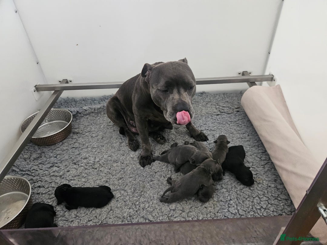 Staffordshire Bull Terrier dogs for sale: Beautiful black and blue kc pups - Image 5