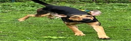 Mixed Breed dogs for adoption: Moca needs a loving home  - Advert 14