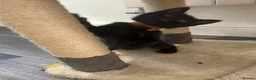 Mixed Breed cats for sale: 3 Boy Kittens British Mixed - Advert 9