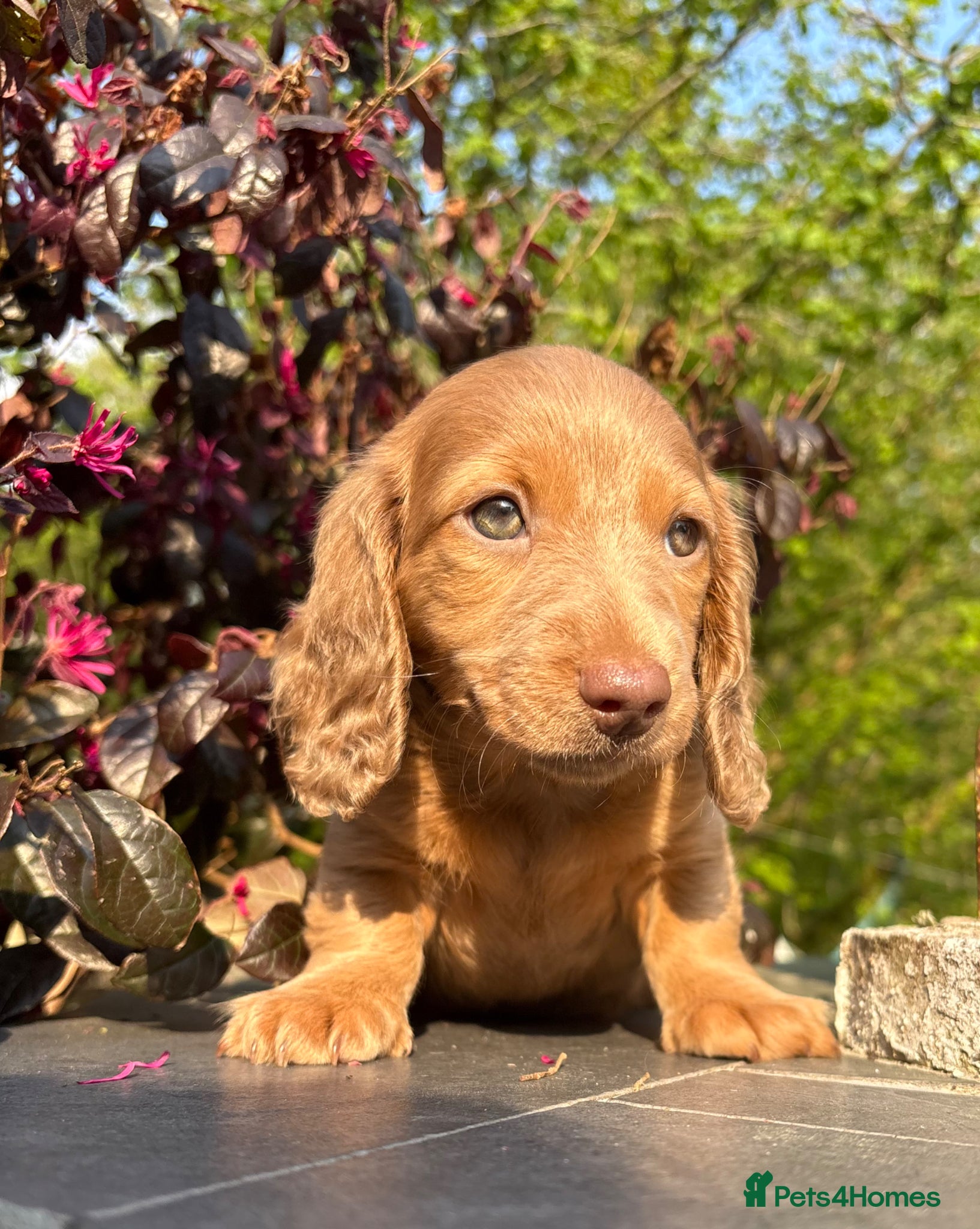 Miniature Dachshund dogs REDUCED READY TO LEAVE Miniature Dachshund - Advert 13
