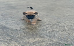 Belgian Shepherd Dog dogs for sale: 🐾🐾 BELGIUM MALINOIS 🐾🐾  - Image 4