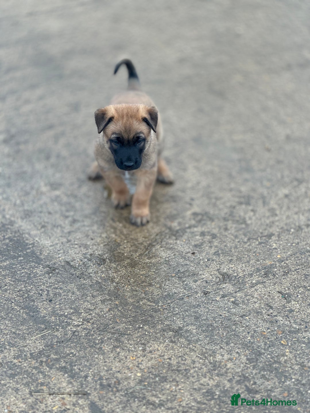 Belgian Shepherd Dog dogs for sale: 🐾🐾 BELGIUM MALINOIS 🐾🐾  - Image 4