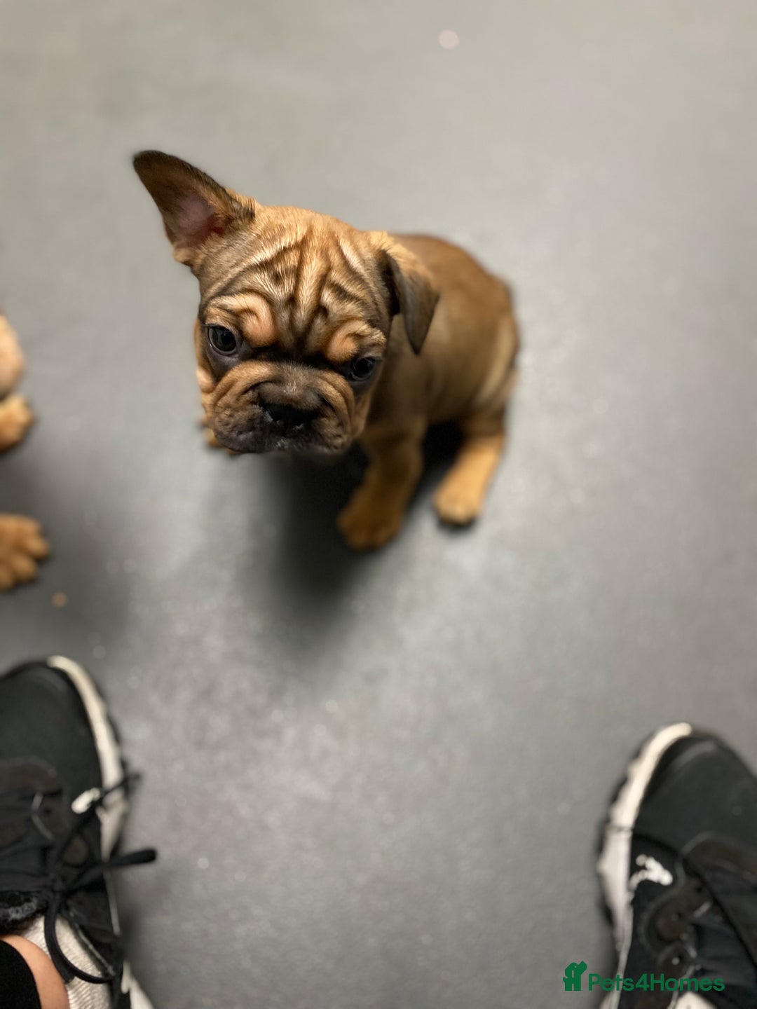 French Bulldog dogs for sale: 🐾 KC FRENCHIE PUPS 🐾 ready to leave last boy   - Advert 25