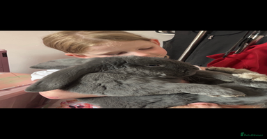 French Lop rabbits - Advert 3