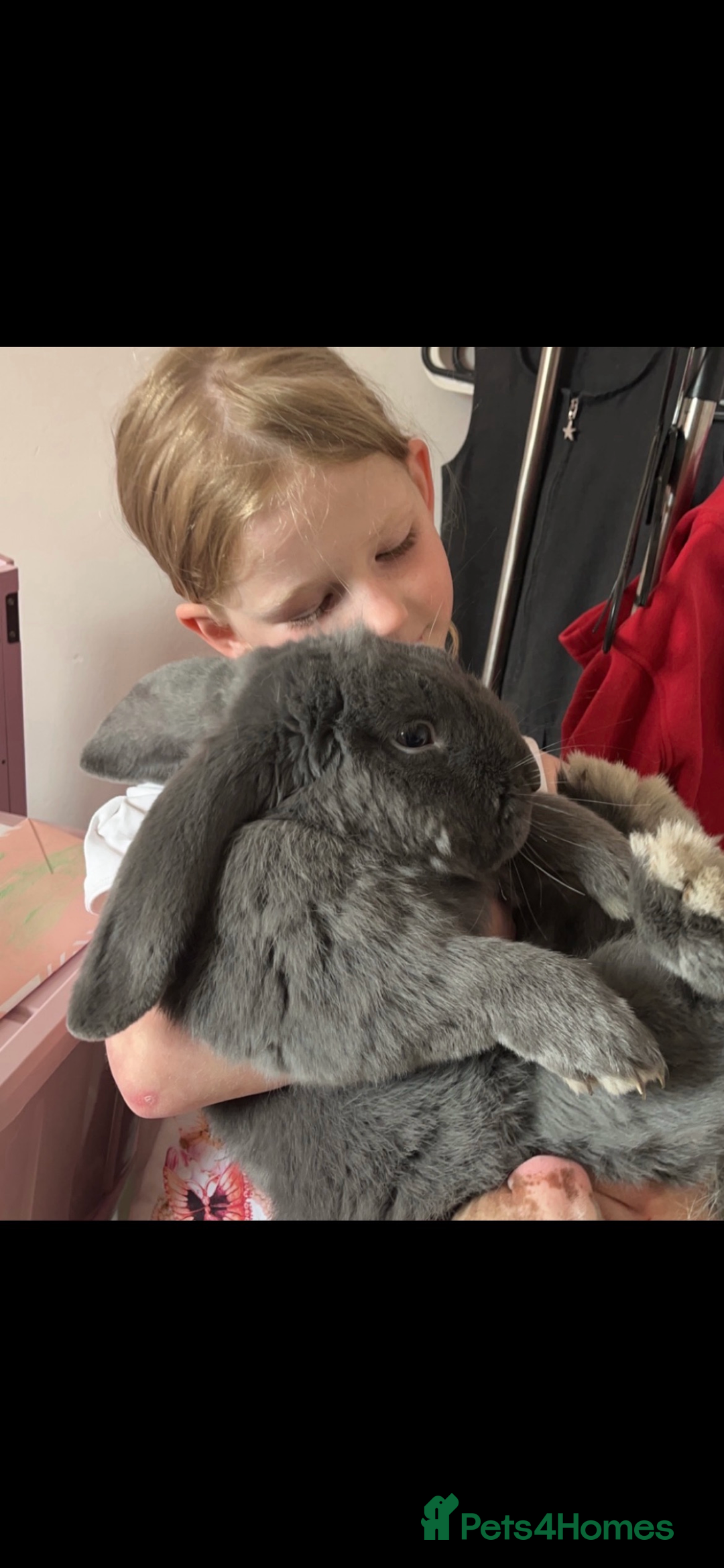 French Lop rabbits for sale: Giant French lop rabbits  - Image 3
