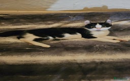 Mixed Breed cats for sale: Half spyhnx half calico  - Image 10