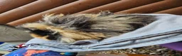 Guinea Pig rodents for sale: Male Guinea pigs purebred Lunkarya/Lunkarya cross - Advert 10