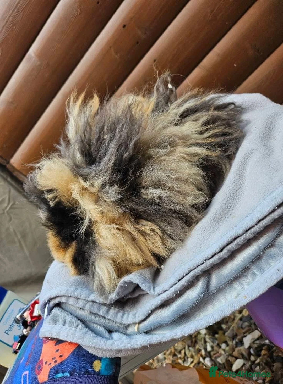 Guinea Pig rodents for sale: Male Guinea pigs purebred Lunkarya/Lunkarya cross - Advert 10