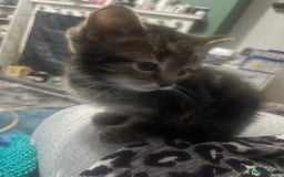Domestic Shorthair cats for sale: Tabby kittens - Image 13