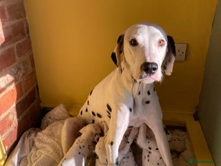 Dalmatian dogs Dalmation puppies - Advert 1