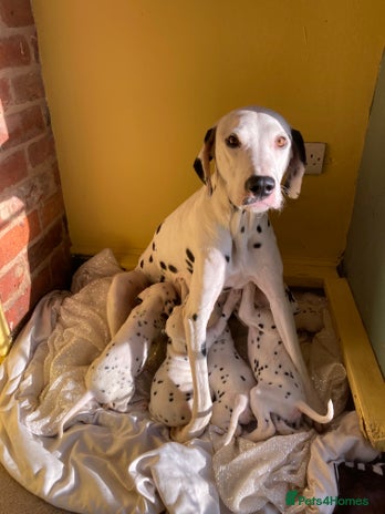 Dalmatian dogs Dalmation puppies - Advert 2