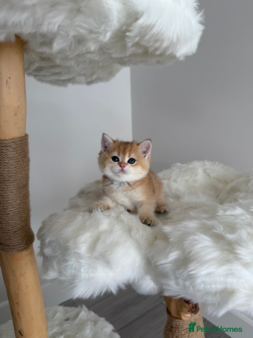 British Shorthair cats for sale: Golden Blue British Shorthair kittens  - Image 8